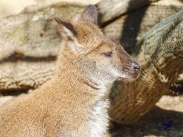 Tiergarten Schönbrunn am 03.10.2025